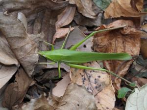 クビキリギス１