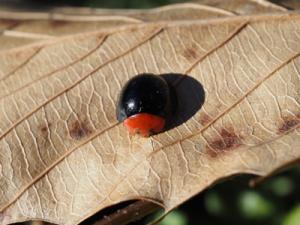 ムネアカオオクロテントウ１