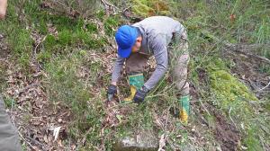 エニシダ駆除の写真