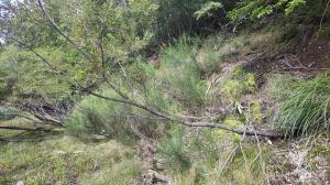 エニシダ駆除前の写真