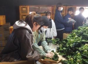 ちぢみホウレンソウの袋詰めを体験している画像1
