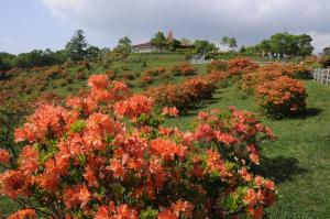 県の花・レンゲツツジの画像
