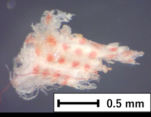 ポリエチレン1の画像