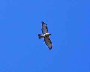 ノスリが上空を飛んでいる