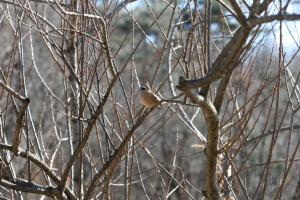 ホオジロの写真