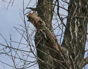 コゲラが木をつついている写真