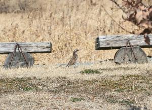 ツグミがバッタの原っぱにいる写真