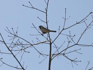シジュウカラが枝にとまっている写真
