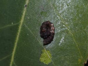 スカシカギバ幼虫