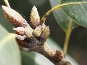 カギバアオシャク幼虫