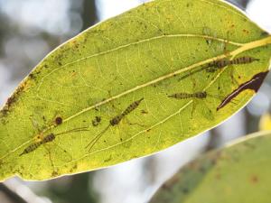 ミノオキイロヒラタヒメバチ