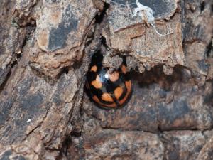 カメノコテントウ1