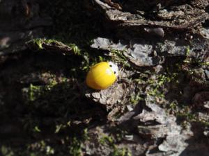 キイロテントウ1