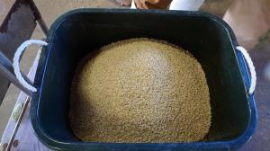 飼料用米（玄米）の画像