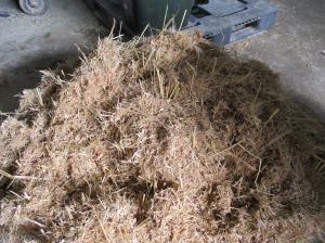 イネホールクロップサイレージの画像