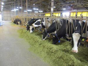 混合した飼料（TMR）を食べている牛の画像