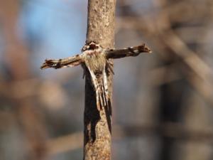 オカモトトゲエダシャク１