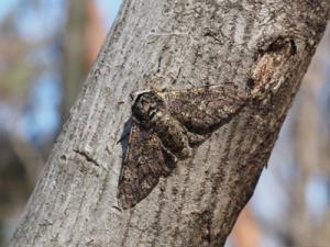 トビモンオオエダシャク１