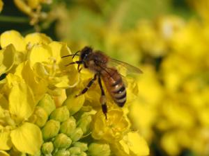 セイヨウミツバチ