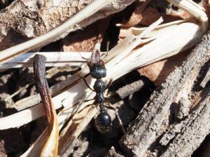 クロナガアリ１