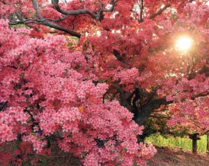 つつじが岡公園の写真
