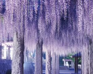 ふじの咲く丘の写真