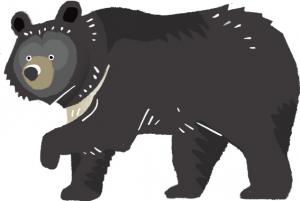 ツキノワグマの画像