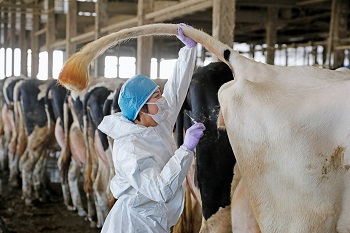 獣医師2（令和6年度）業務写真1