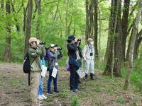野鳥観察の画像