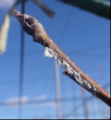 枝の産卵痕の写真