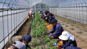 トマト管理の実習の画像