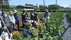 ナスの実習中の画像