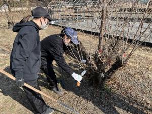 枝を切っている画像