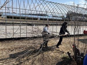 切った枝を運んでいる画像