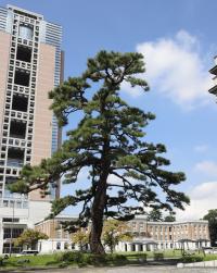 県の木・くろまつの写真