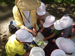 自然体験遊びの写真