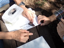 昆虫観察の写真