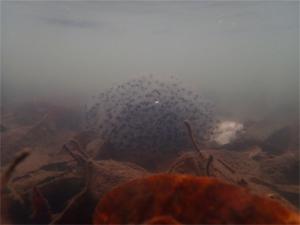 アカガエルの卵塊