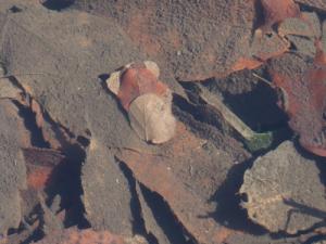 エグリトビケラの幼虫の巣