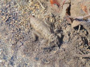 ヤマサナエヤゴ