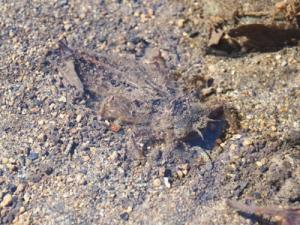 オニヤンマヤゴ