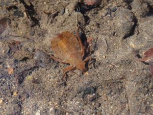 コオニヤンマヤゴ