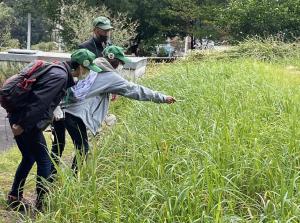 チョウのモニタリングの様子