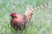 県の鳥・やまどりの写真