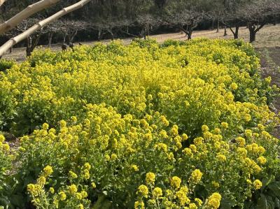 菜の花畑