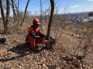 伐倒している画像