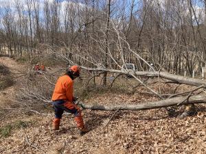 造材している画像