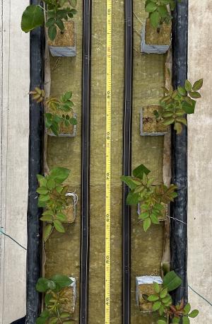 苗を並べた様子の画像