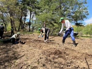 フジバカマ植え替え