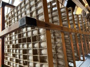 繭を育てている様子